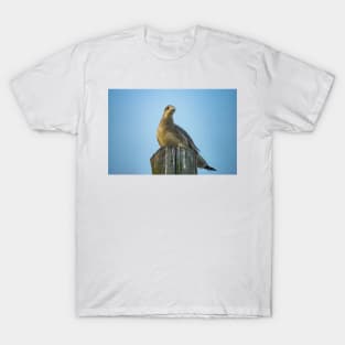 Portrait of a Gull T-Shirt